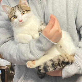 人懐っこい/抱っこOKなねこ