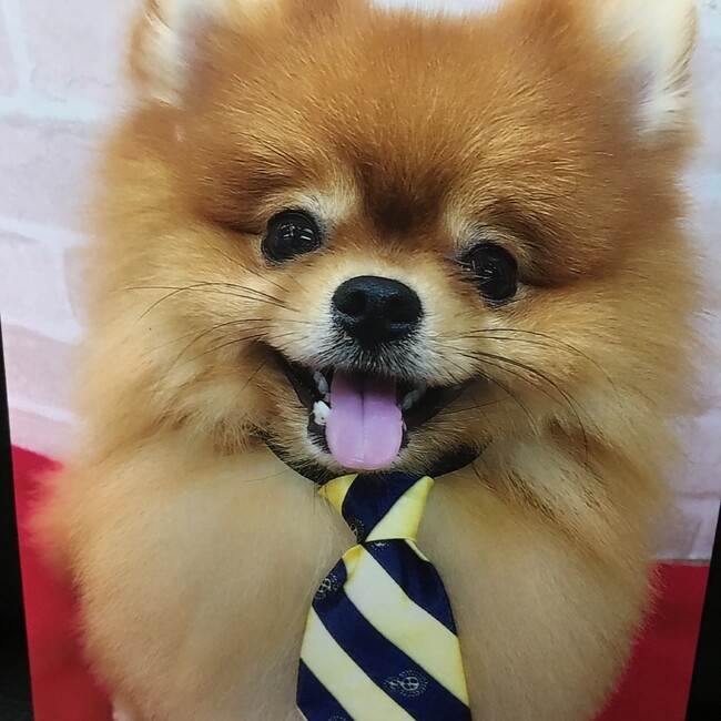 まさいえてぃのカバー写真