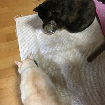 おめでとうの初チュール