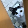 ぱちある