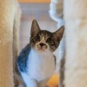 とても可愛い子猫ちゃんの里親さん募集