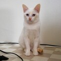可愛い子猫ちゃんの里親さん募集中