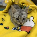 とても可愛い子猫ちゃんの里親さん募集