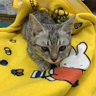 とても可愛い子猫ちゃんの里親さん募集
