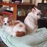 左:パピヨン(サーラ)　右:フレブル(こぶた　2020/9/26没)我が家の犬
