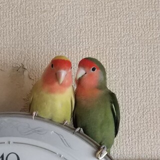コザクラインコ　ペア　ノーマル×ゴールデン