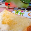 コザクラインコ　ペア　ノーマル×シーグリーン