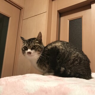 雑種　キジトラ　目が点くん　温厚