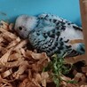 セキセイインコのヒナ サムネイル2