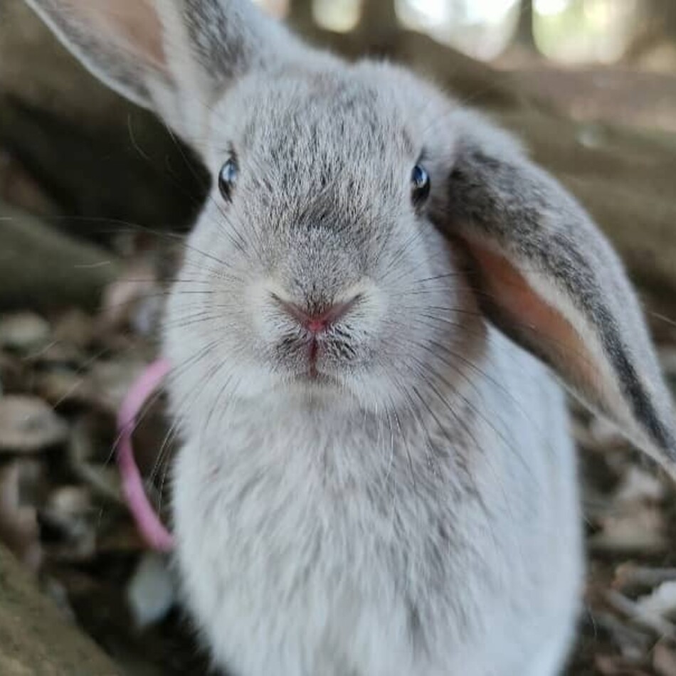 プーちゃんのカバー写真