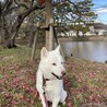 北海道犬の龍くん忍耐強く向き合って下さる里親様募集 サムネイル7