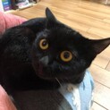 8ヵ月メス避妊済み自宅産黒猫