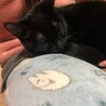 8ヵ月メス避妊済み自宅産黒猫 サムネイル2