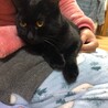 8ヵ月メス避妊済み自宅産黒猫 サムネイル3