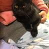8ヵ月メス避妊済み自宅産黒猫 サムネイル4