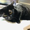 8ヵ月メス避妊済み自宅産黒猫 サムネイル5