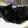 8ヵ月メス避妊済み自宅産黒猫 サムネイル6
