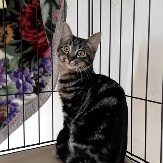 アメショ柄のキジトラねねちゃん