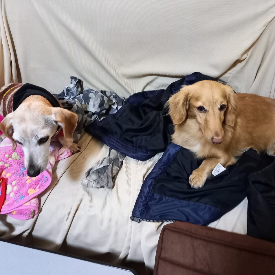 ジョイ三郎のカバー写真