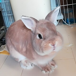 2歳半のほっぺが可愛い男の子