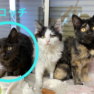 【2ヶ月半】①黒♂ 可愛すぎ&人馴れ抜群