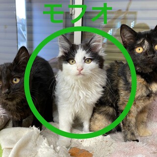 【2ヶ月半】②もふもふ黒白♂ 可愛すぎ&人馴れ抜群