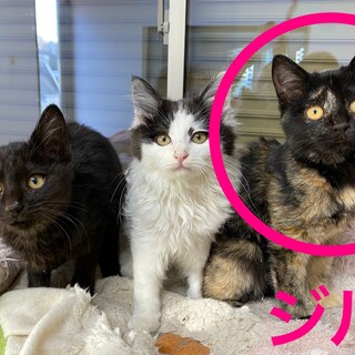 【2ヶ月半】③サビ♀ 可愛すぎ&人馴れ抜群