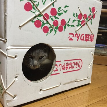 長く生きると悩みも増える(~_~;)何も考えずにガリガリしたい…今年もよろしくニャー