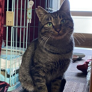 ゴミ置き場をうろうろしていた人懐っこいキジトラくん