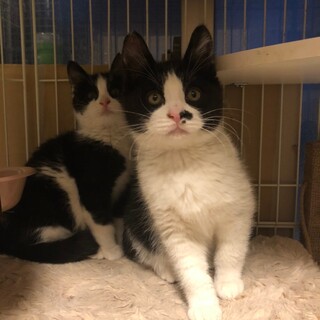 ハチワレ子猫兄弟、首の後ろにお目目♂