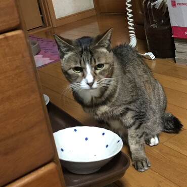 あけおめ(*^_^*)私は元気〜今朝もご飯一皿半食べて…食べ過ぎって言われた(^^;)ごめんね…くま