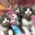 3匹トリオで　生後2か月半　鬼滅ブラザーズ　