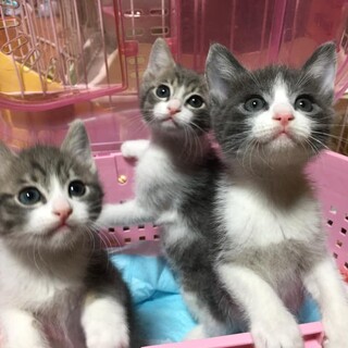 3匹トリオで　生後2か月半　鬼滅ブラザーズ　