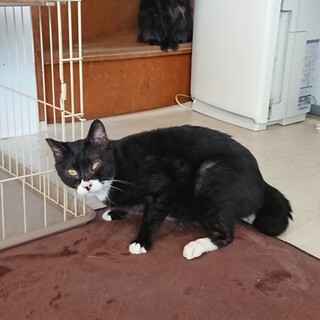 ビビった姿が愛らしいケントくん