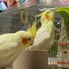 2羽で仲良く小松菜を食べております。