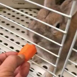 ネザーランドドワーフ アポロンくん