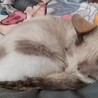 雪乃ちゃん　里親決定 サムネイル3