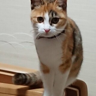 丸顔みけちゃん