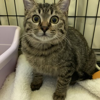 #美少年隊 たにた