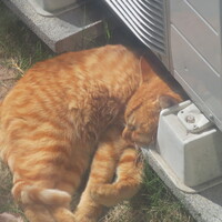 チャイ