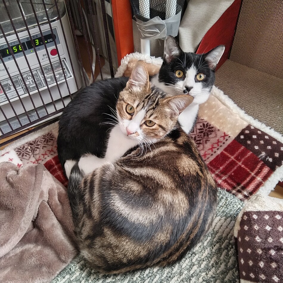 タッキーのカバー写真