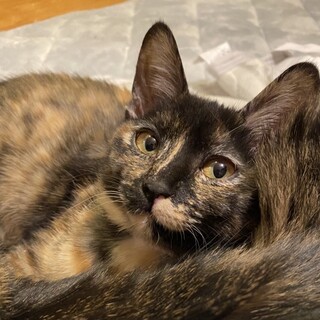 猫と人にも仲良し❤️美猫サビ女子モス