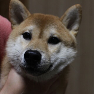 柴犬　チビタくん