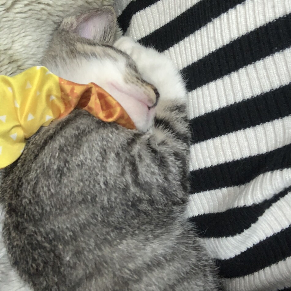 やすすのカバー写真