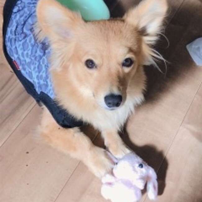 ちびtamのカバー写真