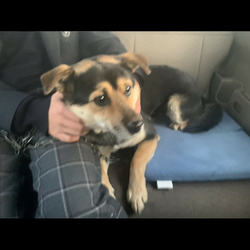 迷い犬保護されてます(黒田原駅周辺)