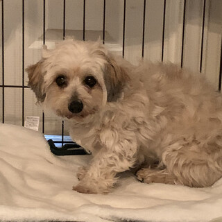 里親様に迎えられました。シーズーダックスミックス♀