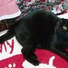 黒スコティッシュ系☆アキちゃん3才 サムネイル4
