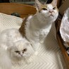 Kai-neko