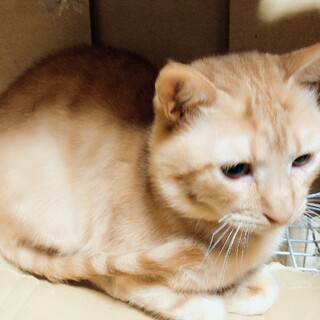 甘えん坊な男の子のモカくんです！